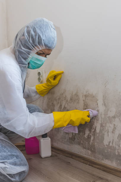 Best Environmental Consulting for Mold Prevention  in Campti, LA